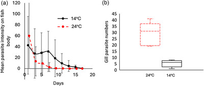 Infectivity of an emerging fish parasite Gyrodactylus sprostonae in juvenile carp (Cyprinus carpio)