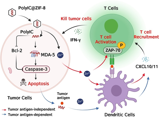 An Ion-Enhanced Oncolytic Virus-Like Nanoparticle for Tumor Immunotherapy