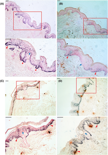 Details are in the caption following the image Details are in the caption following the image