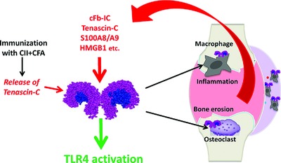 Spatiotemporal expression of endogenous TLR4 ligands leads to inflammation and bone erosion in mouse collagen-induced arthritis