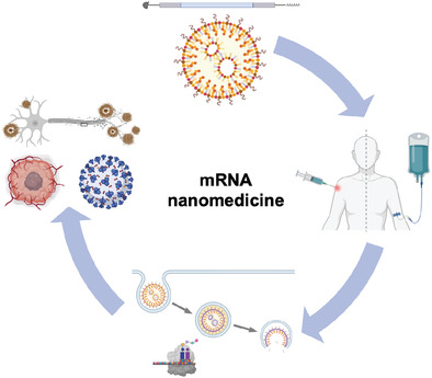 mRNA nanomedicine: Design and recent applications