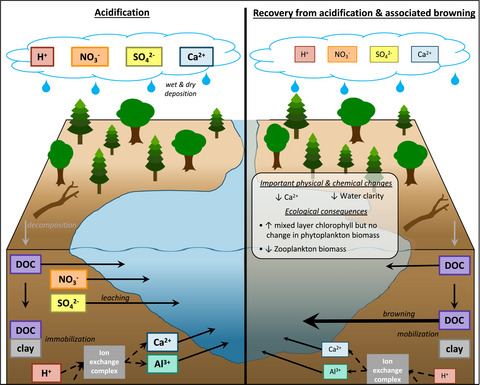 Decoupled trophic responses to long-term recovery from acidification and associated browning in lakes