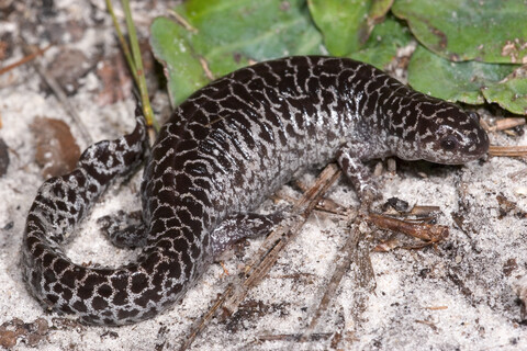 Seeking shelter from the storm: Conservation and management of imperiled species in a changing climate