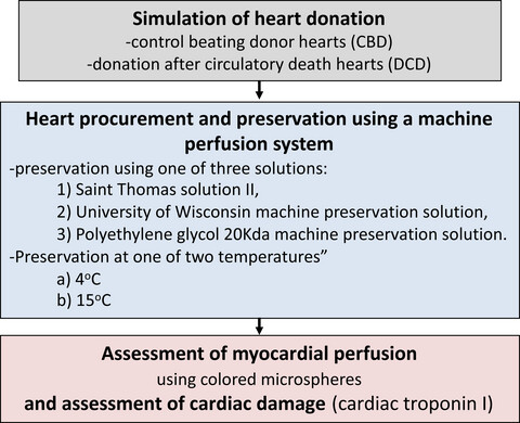 Assessment of machine perfusion conditions for the donation after circulatory death heart preservation