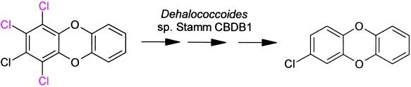 Dehalogenierung polyhalogenierter Dioxine
