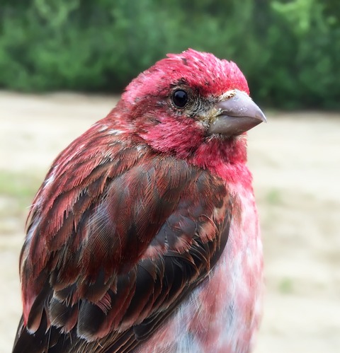 Population genetic isolation and limited connectivity in the purple finch (Haemorhous purpureus)