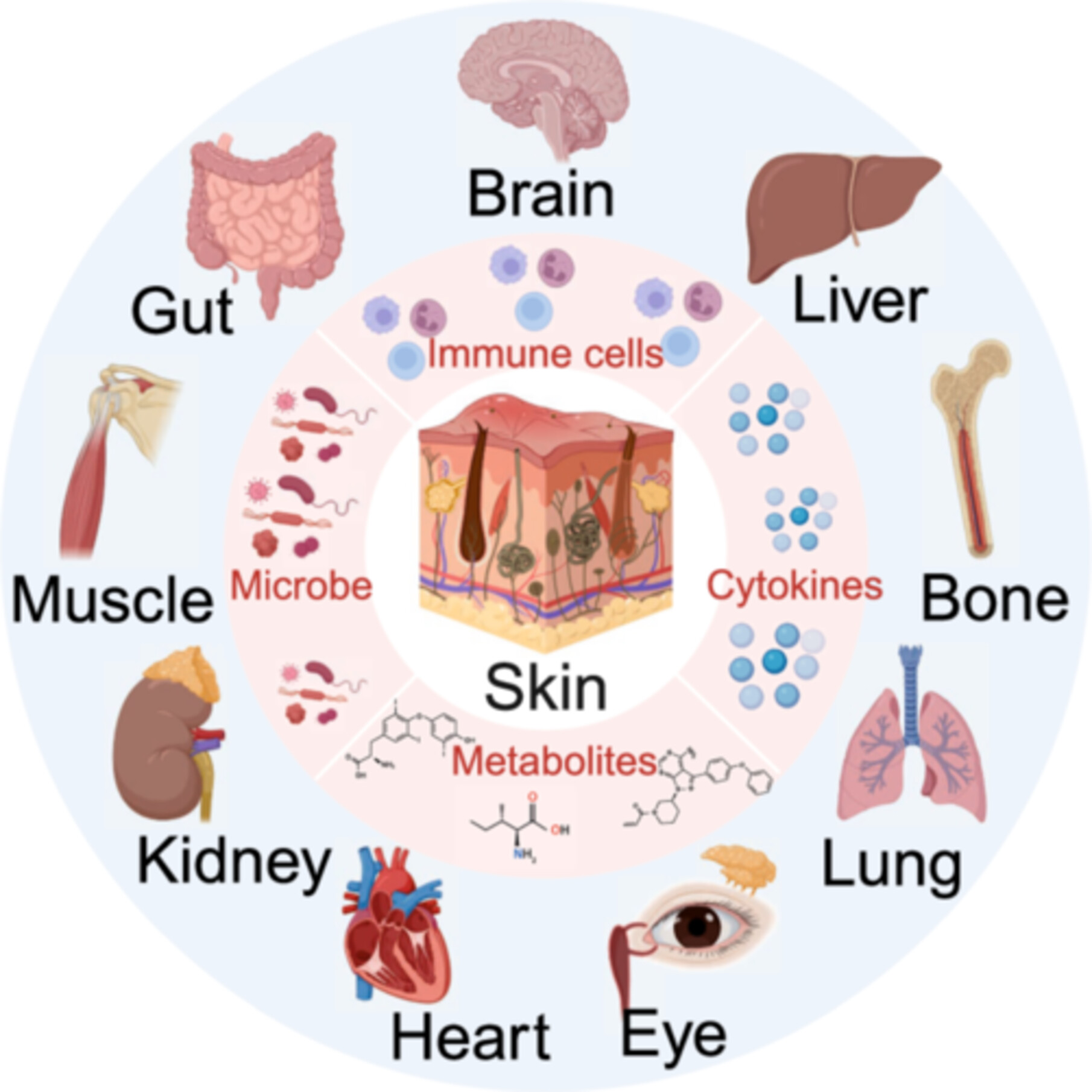 Critical Role of Skin in Pathogenesis: Bidirectional Crosstalk Between Skin and Multiple Organs