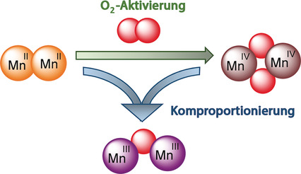 A High-Valent Non-Heme μ-Oxo Manganese(IV) Dimer Generated from a Thiolate-Bound Manganese(II) Complex and Dioxygen