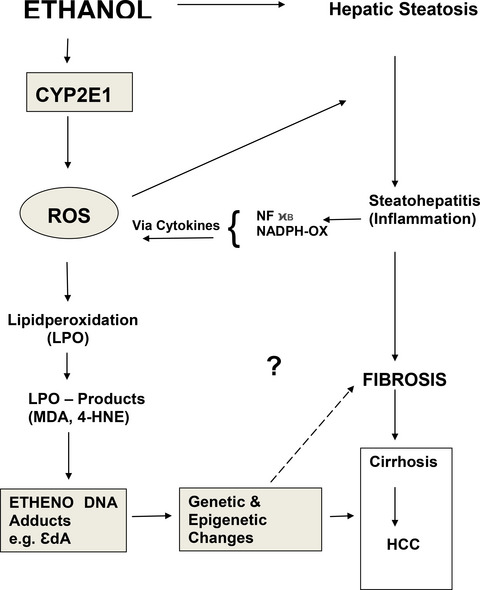 Carcinogenic Etheno DNA Adducts in Alcoholic Liver Disease: Correlation with Cytochrome P-4502E1 and Fibrosis