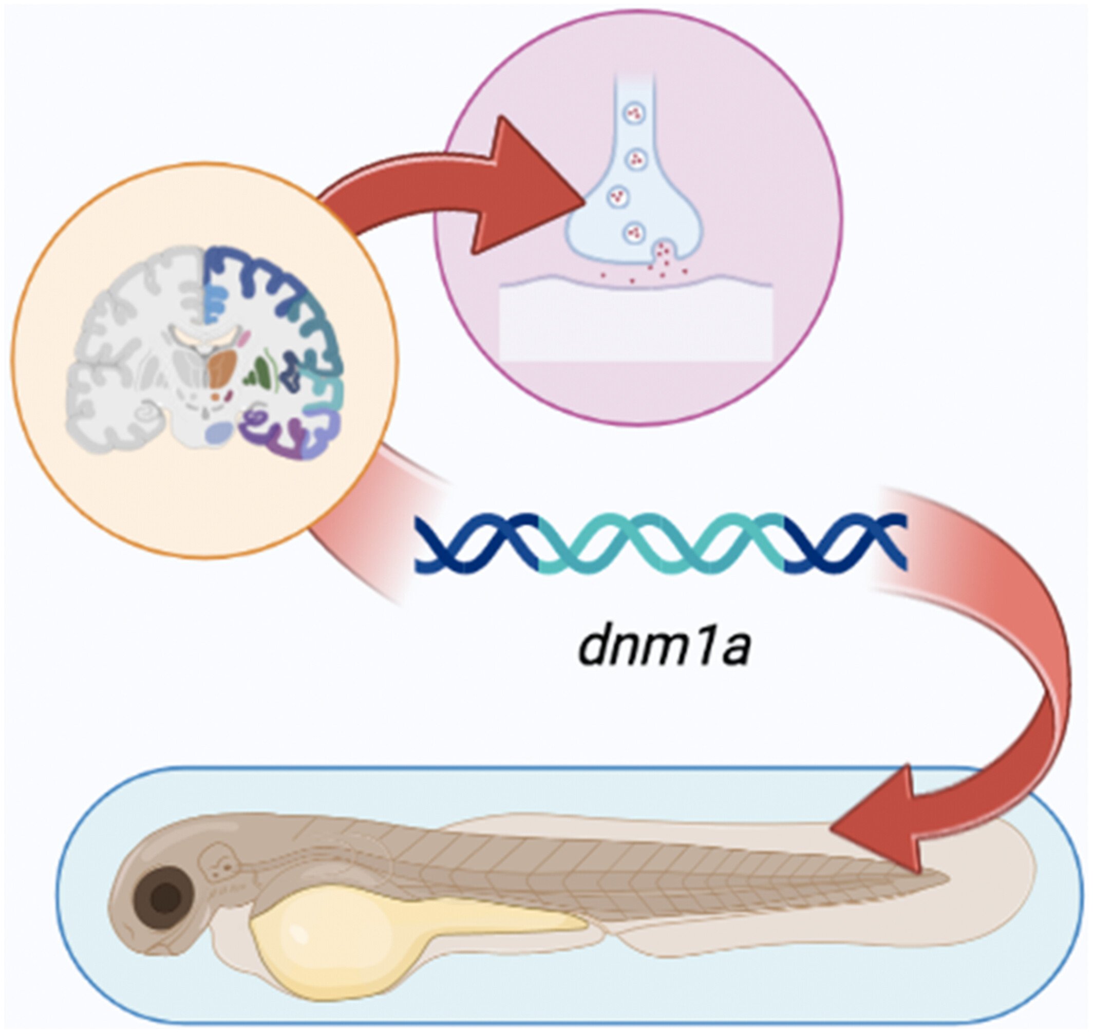 Zebrafish dnm1a gene plays a role in the formation of axons and synapses in the nervous tissue