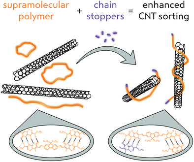 Engineering Supramolecular Polymer Conformation for Efficient Carbon Nanotube Sorting