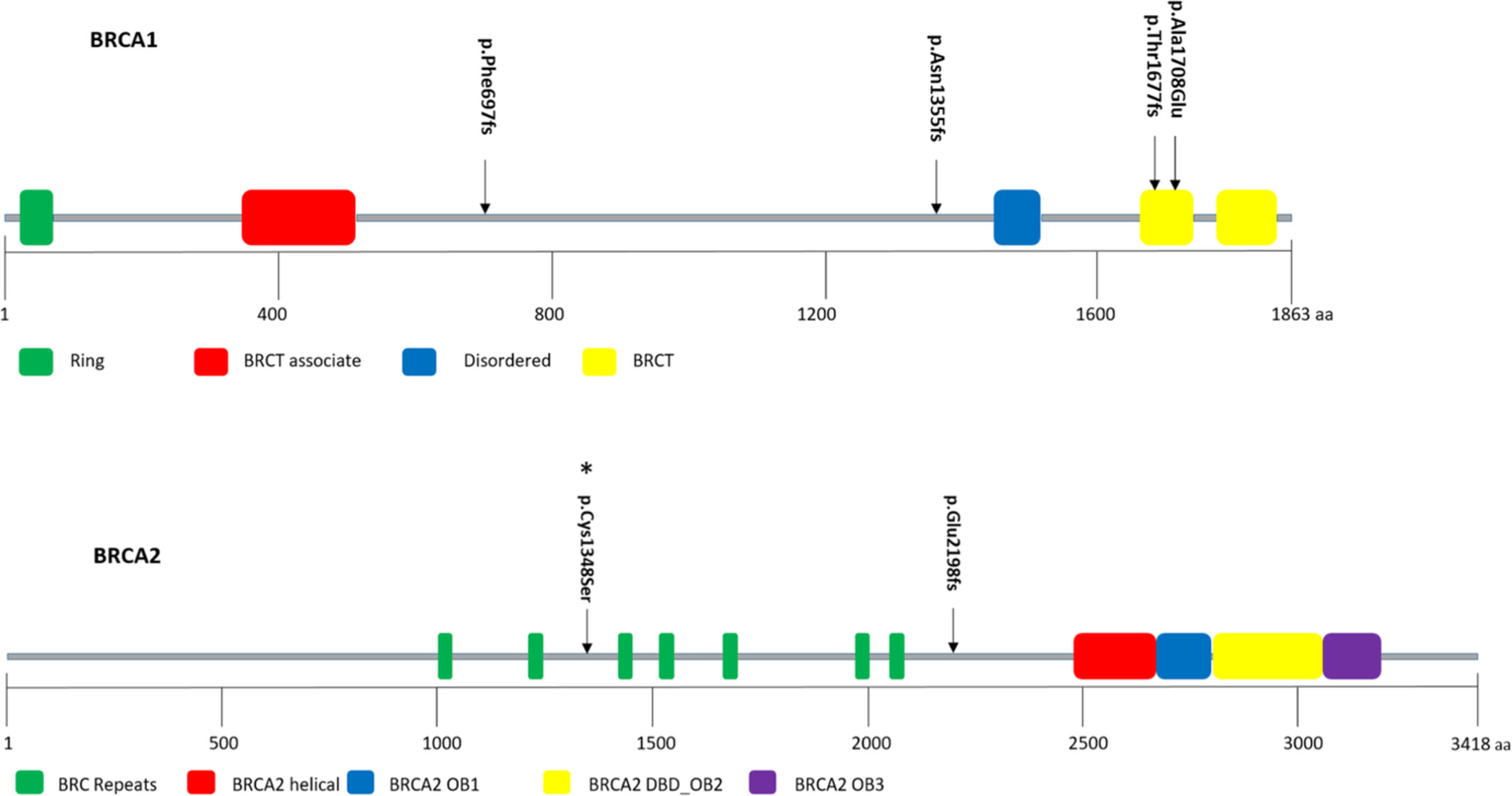 Breast cancer in East Africa: Prevalence and spectrum of germline SNV/indel and CNVs in BRCA1 and BRCA2 genes among breast cancer patients in Tanzania