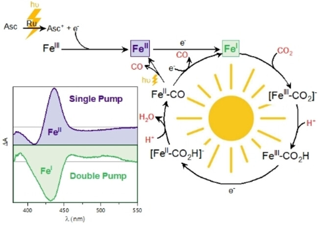 Time-Resolved Mechanistic Depiction of Photoinduced CO2 Reduction Catalysis on a Urea-Modified Iron Porphyrin