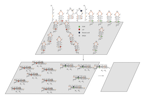 Details are in the caption following the image Details are in the caption following the image