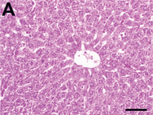 Details are in the caption following the image