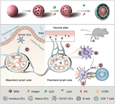 Nanovaccines Mediated Subcutis-to-Intestine Cascade for Improved Protection against Intestinal Infections