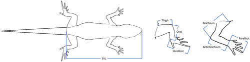 Details are in the caption following the image