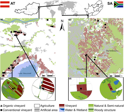 Enhancing flowering plant functional richness improves wild bee diversity in vineyard inter-rows in different floral kingdoms