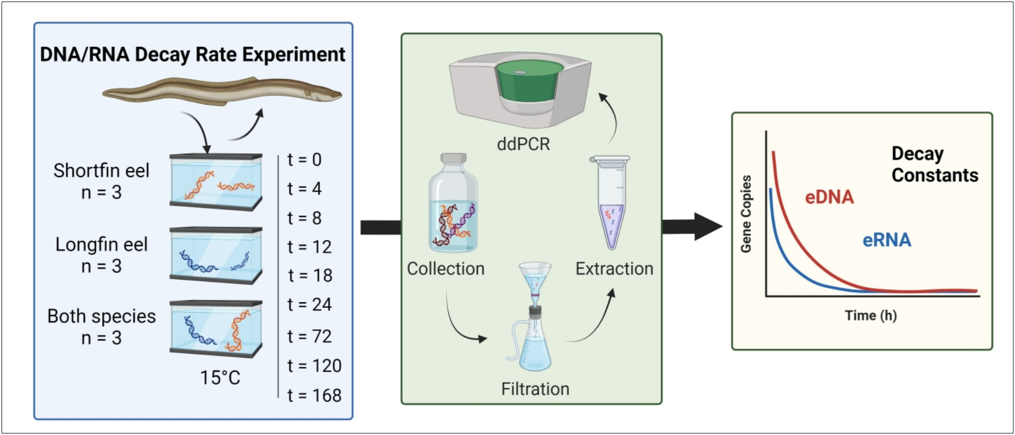 Release and Degradation of Environmental DNA and RNA From Eels in Aotearoa New Zealand