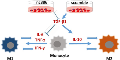Noncoding RNA 886 alleviates tumor cellular immunological rejection in host C57BL/C mice
