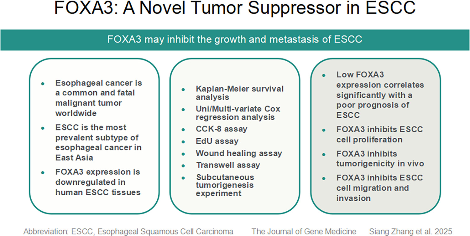 FOXA3: A Novel Tumor Suppressor in Esophageal Squamous Cell Carcinoma