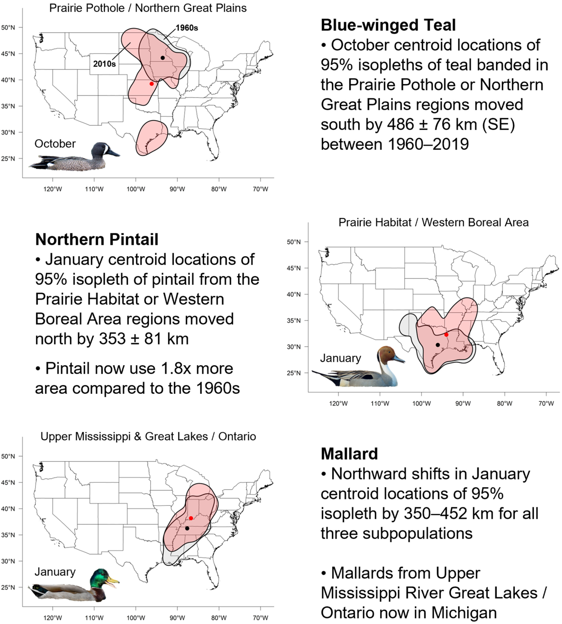 Long-term changes in autumn–winter harvest distributions vary among duck species, months, and subpopulations