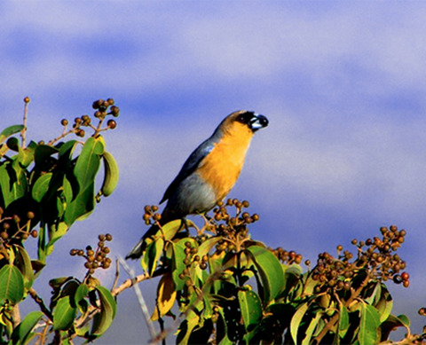 Searching for keystone plant resources in fruit-frugivore interaction networks across the Neotropics