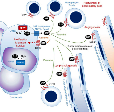 The role of sphingosine-1-phosphate in inflammation and cancer progression