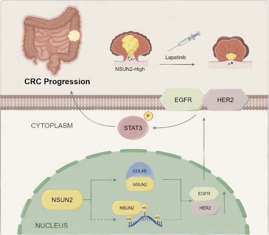 NSUN2 promotes colorectal cancer progression and increases lapatinib sensitivity by enhancing CUL4B/ErbB-STAT3 signalling in a non-m5C manner