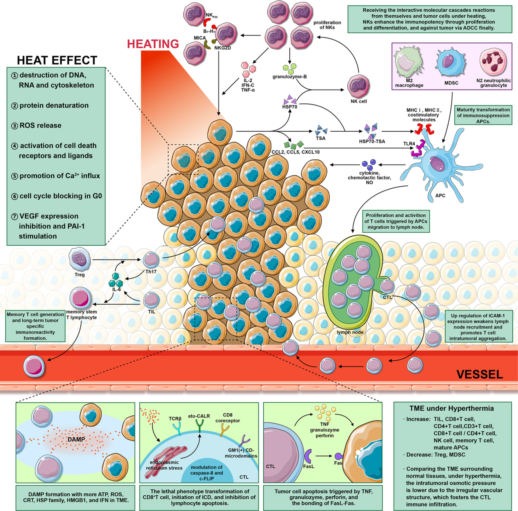 Hyperthermia combined with immune checkpoint inhibitor therapy: Synergistic sensitization and clinical outcomes
