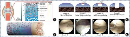 Details are in the caption following the image Details are in the caption following the image