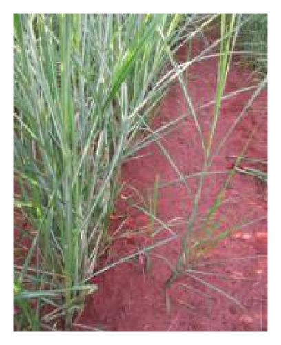 Details are in the caption following the image