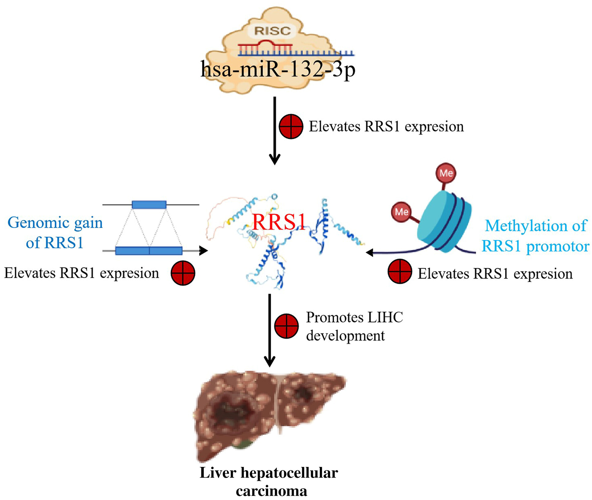 Genomic gain/methylation modification/hsa-miR-132-3p increases RRS1 overexpression in liver hepatocellular carcinoma
