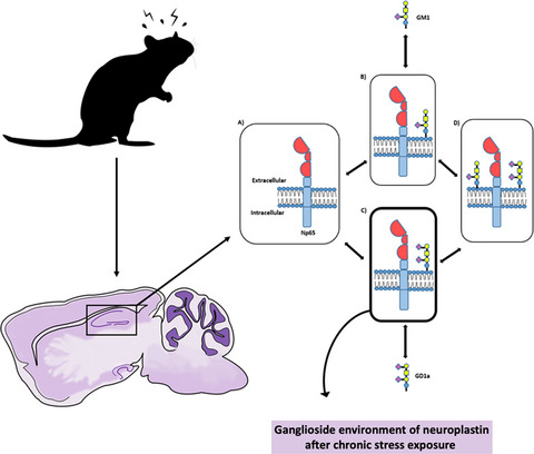 Disarranged neuroplastin environment upon aging and chronic stress recovery in female Sprague Dawley rats