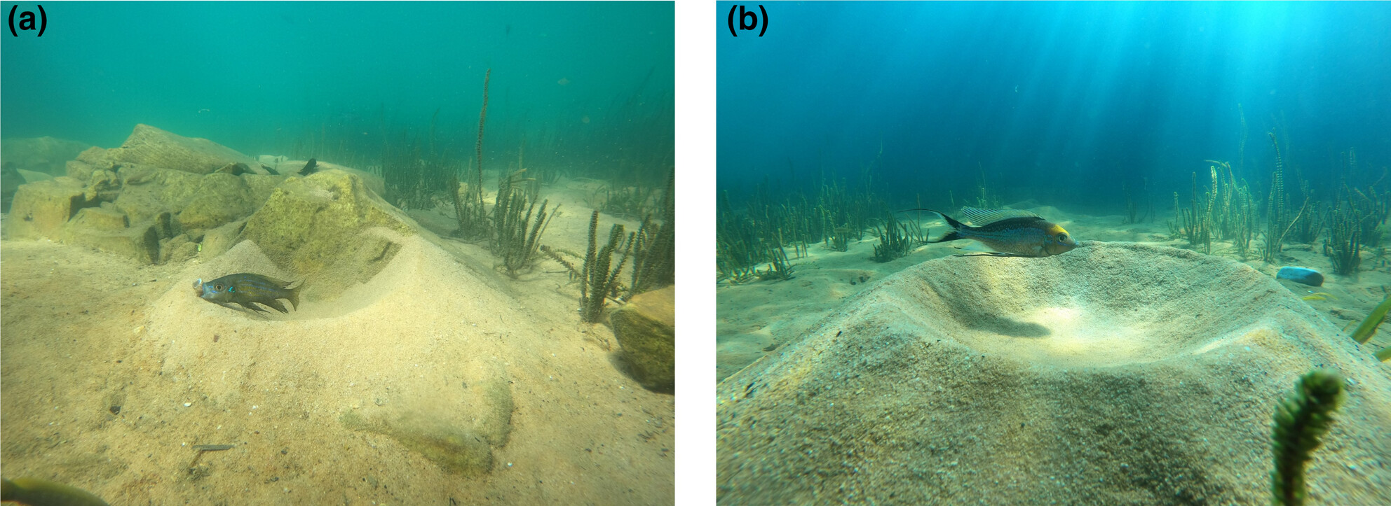 Differences in inhibitory control in two species of Tanganyikan bower-building cichlids contrasting in building flexibility