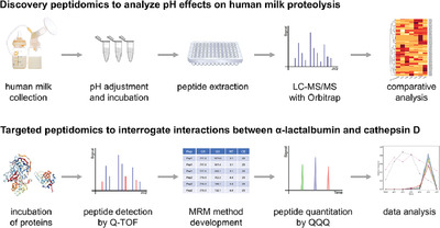 Selective Proteolysis of α-Lactalbumin by Endogenous Enzymes of Human Milk at Acidic pH