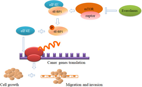 The expression and significance of p4E-BP1/4E-BP1 in prostate cancer