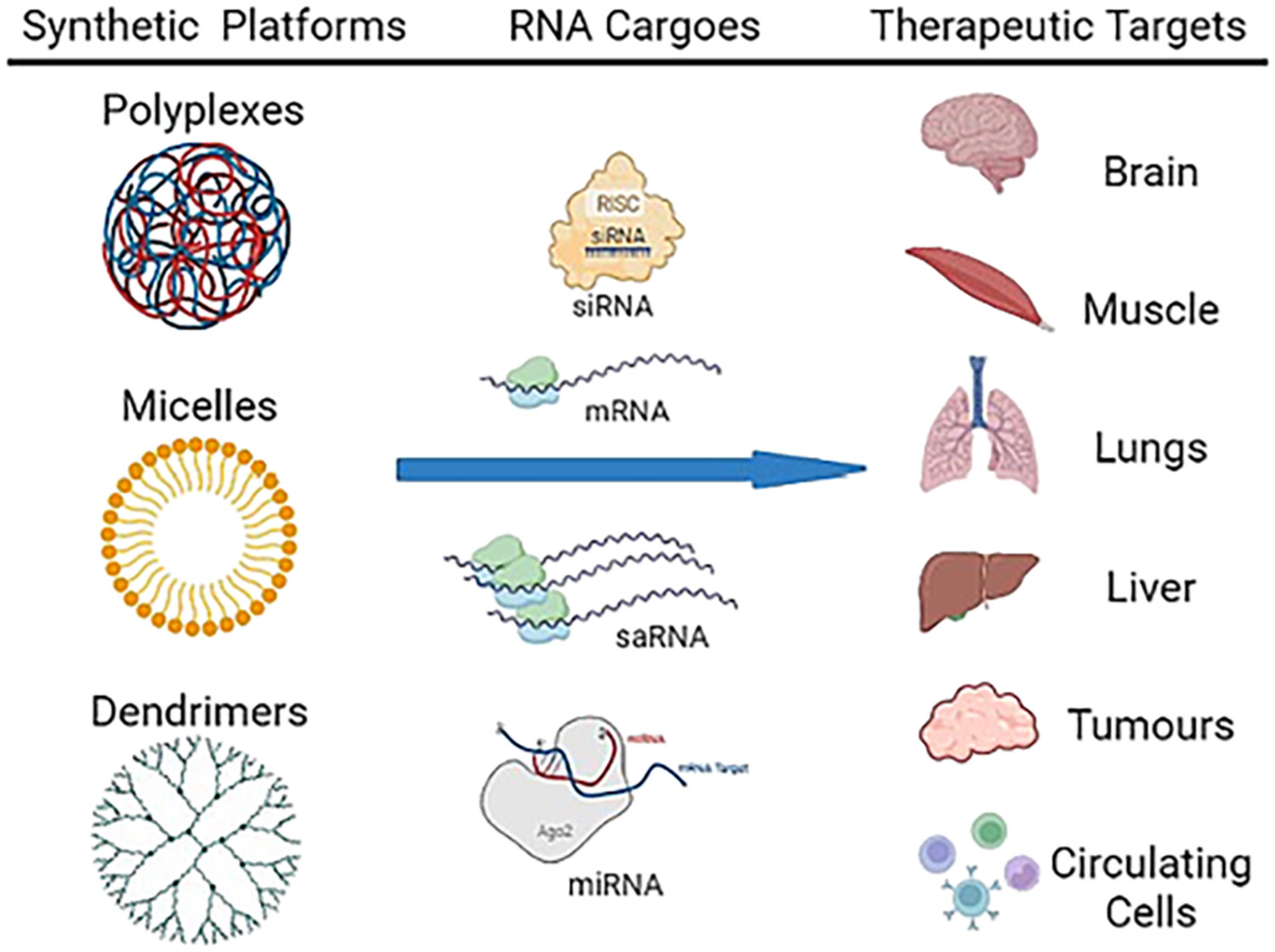 Trends in the synthetic polymer delivery of RNA