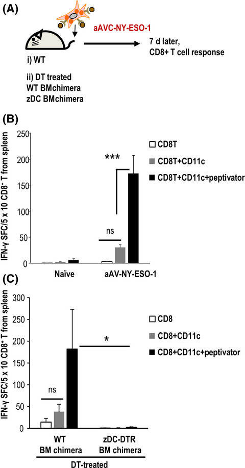 Cancer immunotherapy using artificial adjuvant vector cells to deliver NY-ESO-1 antigen to dendritic cells in situ