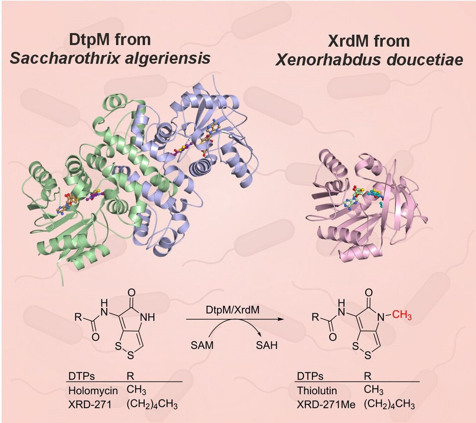 Isofunctional but Structurally Different Methyltransferases for Dithiolopyrrolone Diversification