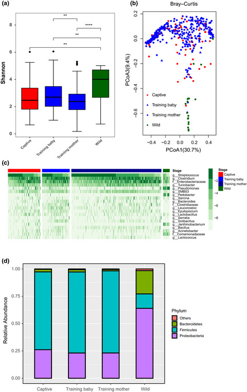 Gut microbiota in reintroduction of giant panda
