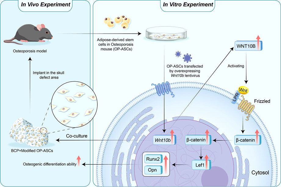 Wnt10b regulates osteogenesis of adipose-derived stem cells through Wnt/β-catenin signalling pathway in osteoporosis