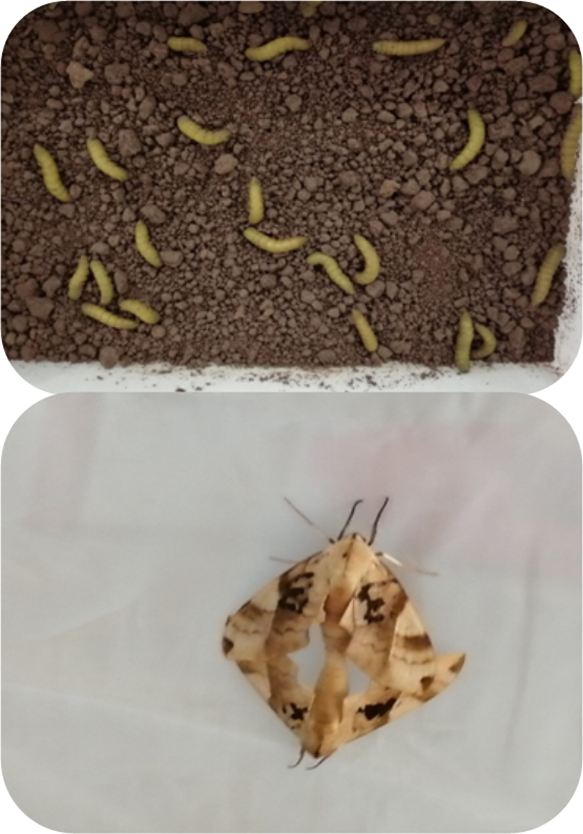 Effects of mating age and male mating experience on reproduction and longevity of the edible insect Clanis bilineata tsingtauica
