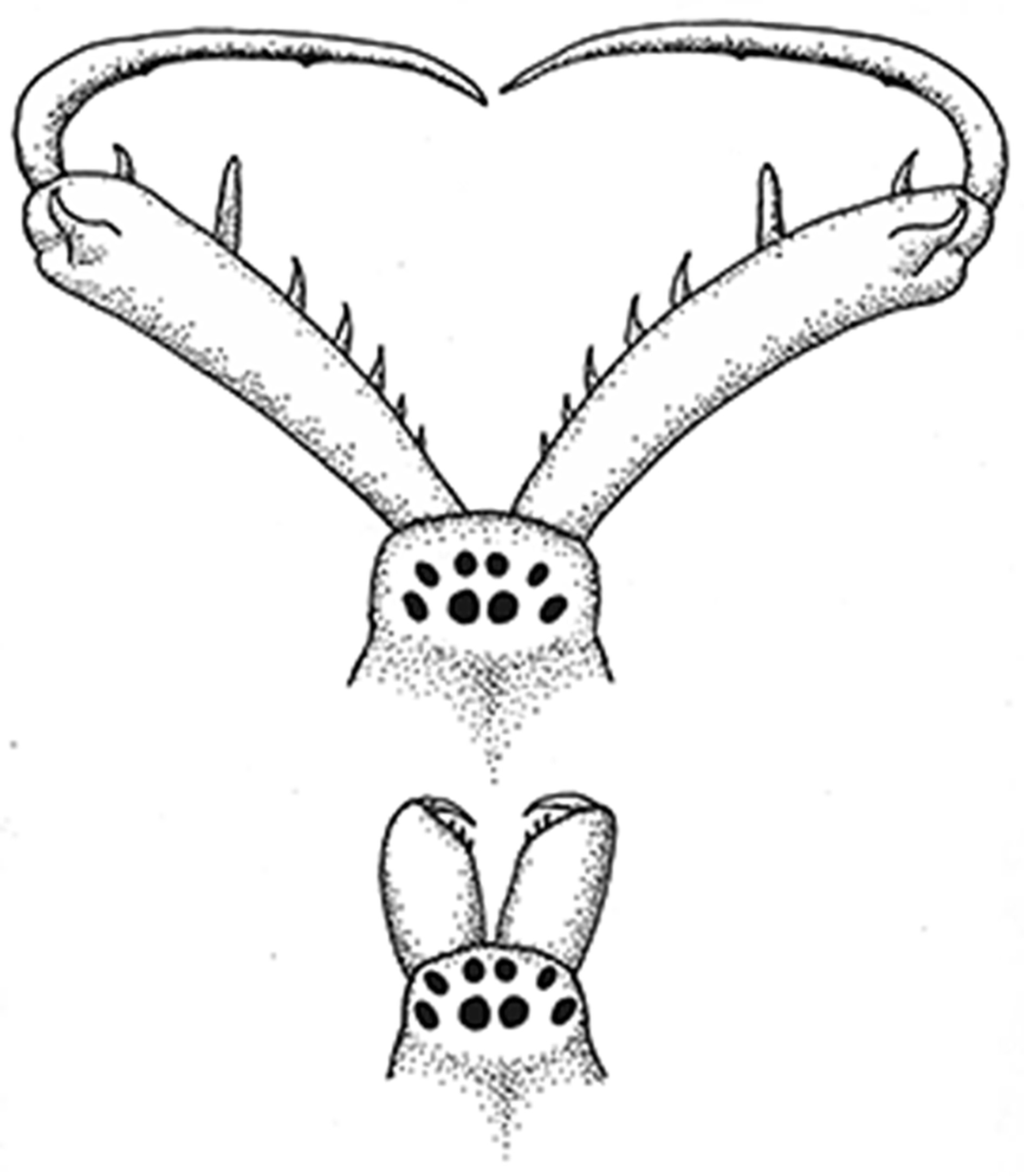 Do exaggerated chelicerae function as weapons or genitalia in a long-jawed spider? Functional allometric analysis yields an answer