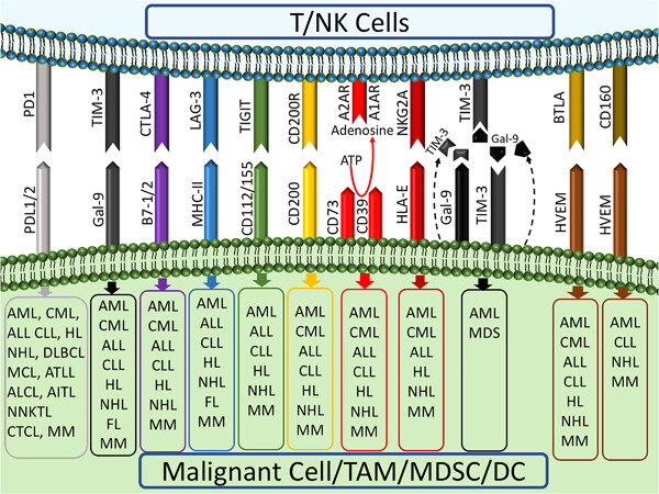 Immune checkpoints in hematologic malignancies: What made the immune cells and clinicians exhausted!