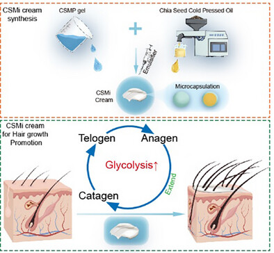 Chia Seed Polysaccharide-Based Self-Assembled Microencapsulation Enhances Hair Regeneration by Inducing Glycolysis and Autophagy