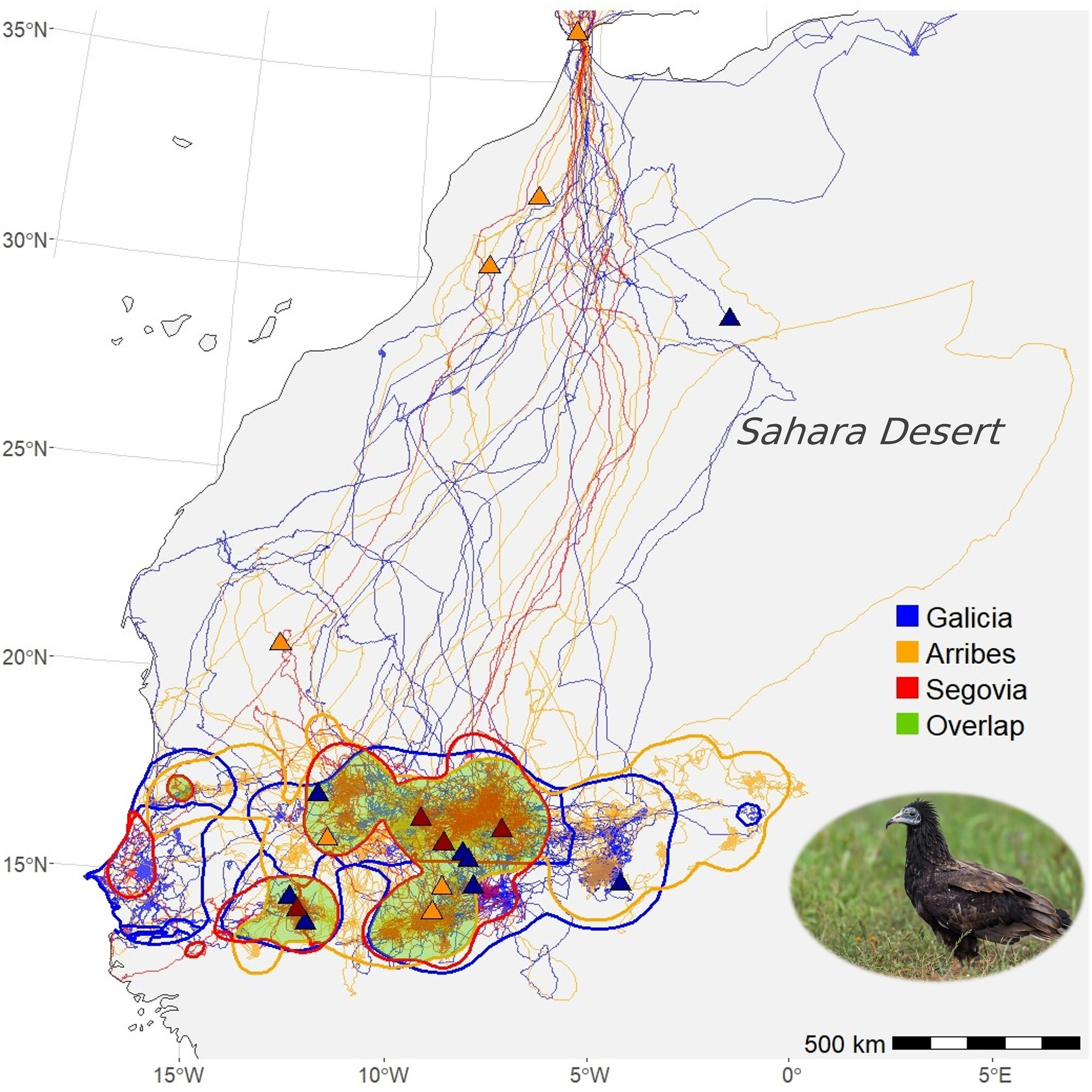 Early life movements and mortality of Egyptian vultures: Implications for transcontinental conservation