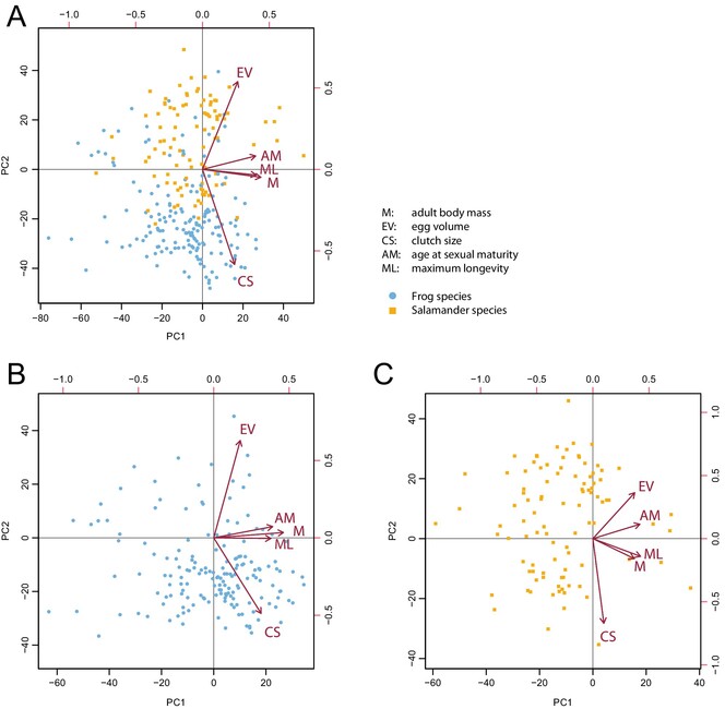 Body Mass Shapes Most Life History Traits and a Fast-Slow Continuum in Amphibians