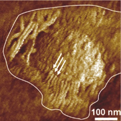 Properties and Phase Structure of Polycaprolactone-Based Segmented Polyurethanes with Varying Hard and Soft Segments: Effects of Processing Conditions
