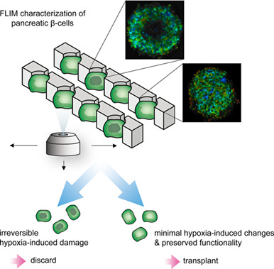 Fluorescence lifetime metabolic mapping of hypoxia-induced damage in pancreatic pseudo-islets